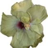 File Gumbo Cajun Hibiscus 1 File Gumbo Cajun Hibiscus -Annual Plants Popular Shop file gumbo cajun hibiscus plant 1928 detail