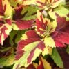 Finger Paint Coleus Plant 1 Finger Paint Coleus Plant -Annual Plants Popular Shop finger paint coleus plant 976 detail