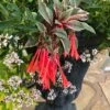 Firecracker Fuchsia Plant 1 Firecracker Fuchsia Plant -Annual Plants Popular Shop firecracker fuchsia 1 1513 detail