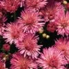 Fireworks Igloo Perennial Mum Plant 1 Fireworks Igloo Perennial Mum Plant -Annual Plants Popular Shop fireworks igloo perennial mum 32 general