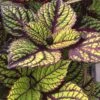 Fishnet Stockings Coleus Plant