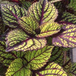 Fishnet Stockings Coleus Plant