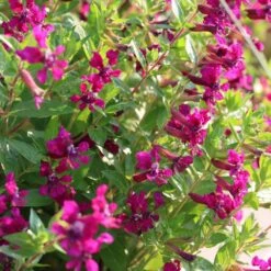 Flamenco Cha Cha Cuphea Plant