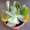 Flapjacks Kalanchoe (Flaming Katy) -Annual Plants Popular Shop flapjacks kalanchoe plant 1863 detail