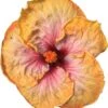 Floral Fantasy Cajun Hibiscus -Annual Plants Popular Shop floral fantasy cajun hibiscus plant 253 detail
