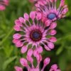 FlowerPower™ Spider Pink Osteospermum Plant -Annual Plants Popular Shop flowerpower spider pink osteospermum 855 detail
