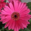Fortune Neon Gerbera 1 Fortune Neon Gerbera -Annual Plants Popular Shop fortune neon gergera plant 1459 detail
