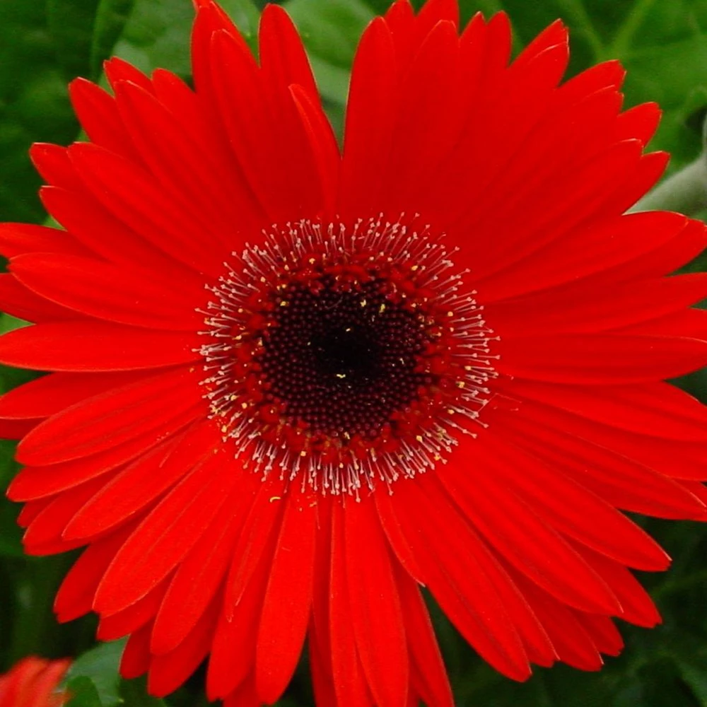 Fortune Red Gerbera 3 Fortune Red Gerbera