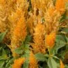 Fresh Look Gold Plumed Celosia 1 Fresh Look Gold Plumed Celosia -Annual Plants Popular Shop fresh look gold celosia plant 541 detail