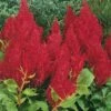 Fresh Look Red Plumed Celosia -Annual Plants Popular Shop fresh look red celosia plant 584 detail