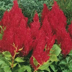 Fresh Look Red Plumed Celosia
