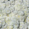 Frosty Igloo Perennial Mum Plant -Annual Plants Popular Shop frosty igloo perennial mum plant 1549 detail