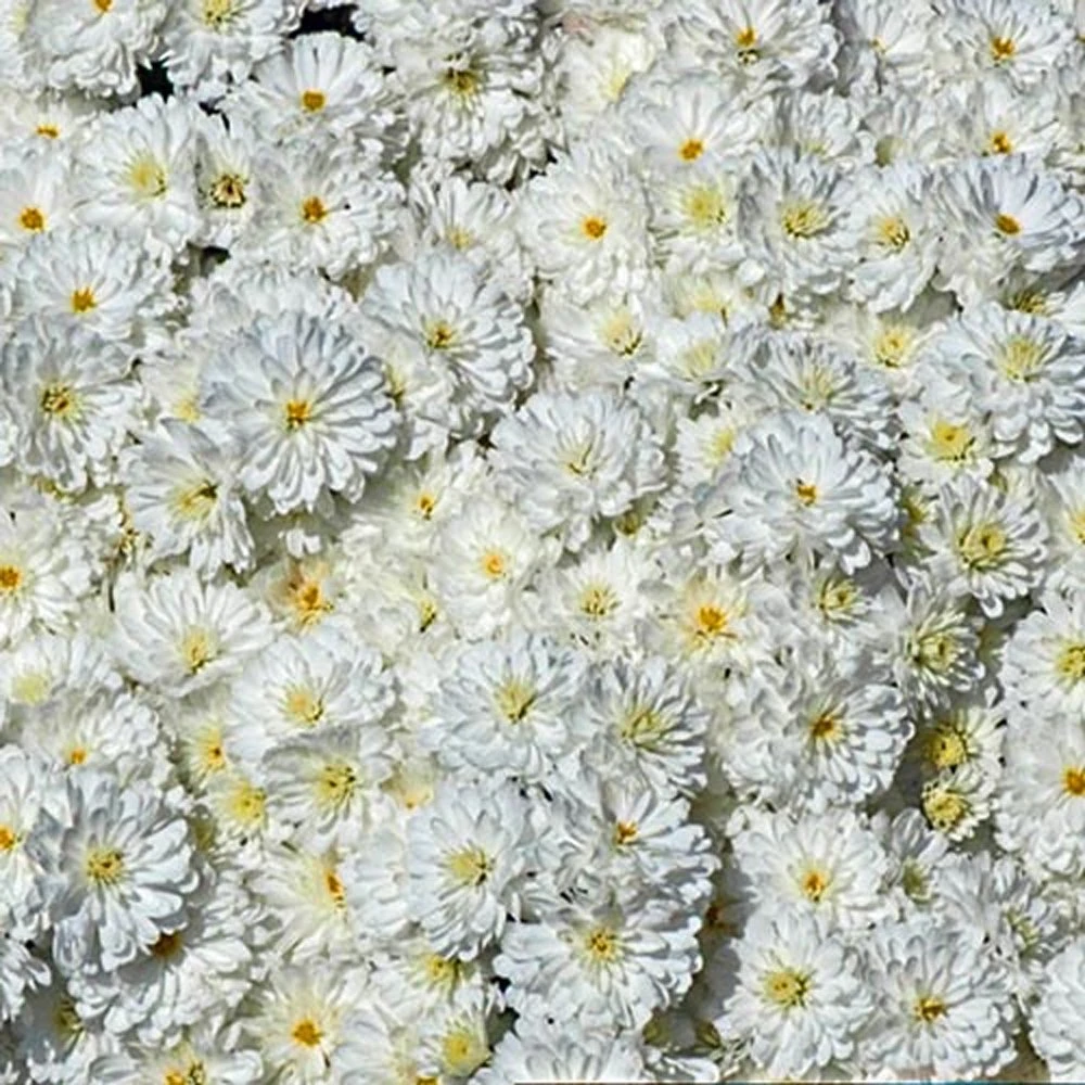 Frosty Igloo Perennial Mum Plant 3 Frosty Igloo Perennial Mum Plant