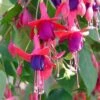 Angel Earrings® Cascading Fuchsia Plant -Annual Plants Popular Shop fuchsia angel earrings cascading 940 detail