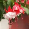 Angel Earrings® Double Red Fuchsia Plant 2 Angel Earrings® Double Red Fuchsia Plant -Annual Plants Popular Shop fuchsia angel earrings double red plant 1188 detail