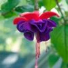Dark Eyes Fuchsia Plant 2 Dark Eyes Fuchsia Plant -Annual Plants Popular Shop fuchsia plant dark eyes ladys eardrops 2263 detail
