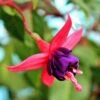 Dollar Princess Fuchsia Plant -Annual Plants Popular Shop fuchsia plant dollar princess 560 detail