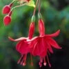 Marinka Fuchsia Plant 2 Marinka Fuchsia Plant -Annual Plants Popular Shop fuchsia plant marinka 1012 detail