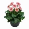 Fundy® Patio Gerbera 2 Fundy® Patio Gerbera -Annual Plants Popular Shop fundy patio gerbera plant 973 detail