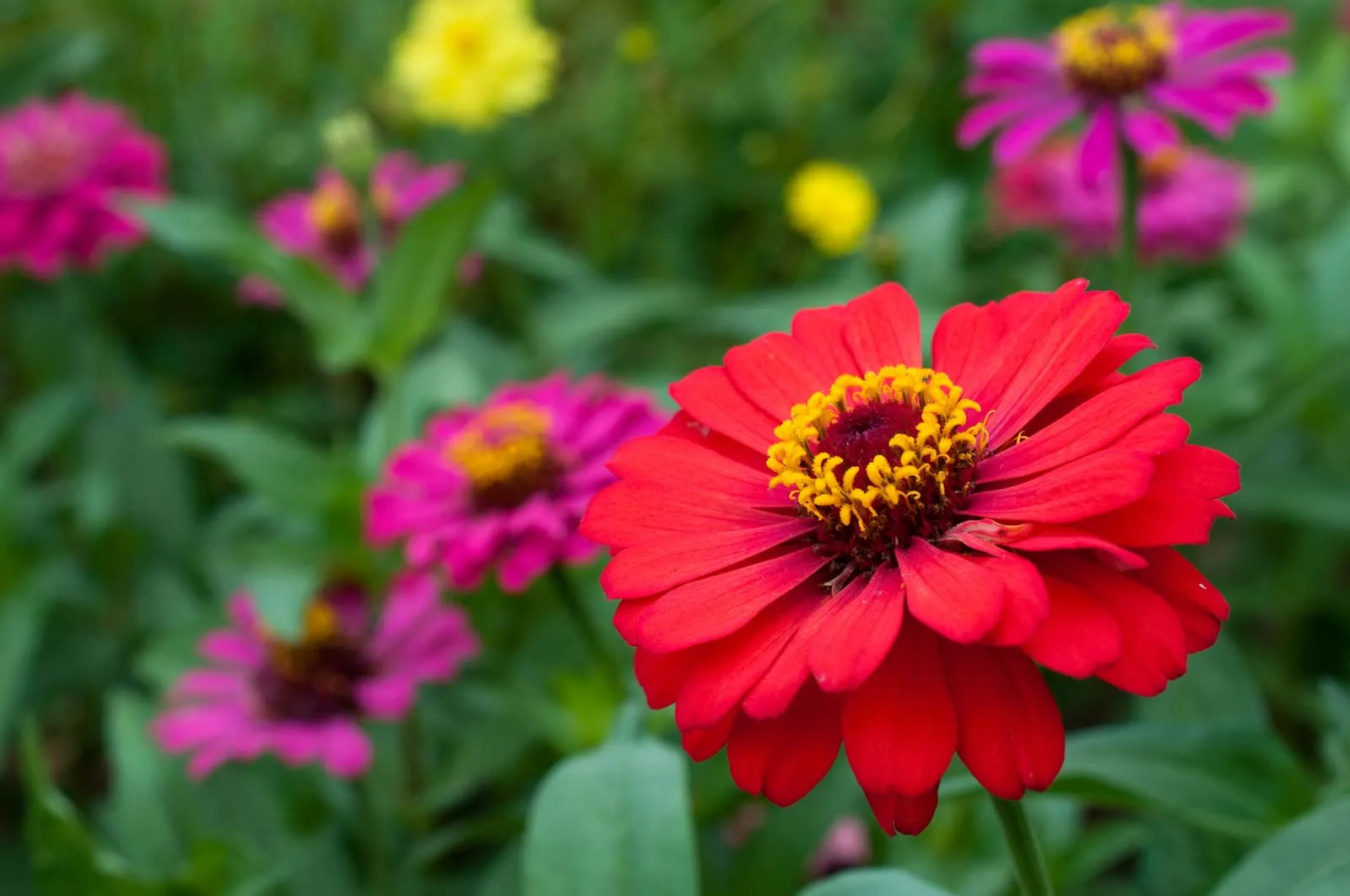 Annual Plants Popular Shop -Annual Plants Popular Shop garden flower Zinnia elegans