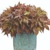 Illusion™ Garnet Lace Ipomoea Plant -Annual Plants Popular Shop garnet lace ipomoea plant 12 detail