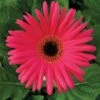 Festival Neon Rose With Eye Gerbera -Annual Plants Popular Shop gerbera festival neon rose eye 1724 detail