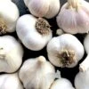 German White Garlic - 3 Bulb Pack -Annual Plants Popular Shop german white garlic bulbs for sale 1342 detail