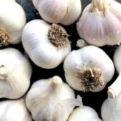 German White Garlic - 3 Bulb Pack