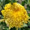 Gold Country Perennial Mum Plant -Annual Plants Popular Shop gold country perennial mum plant 642 detail