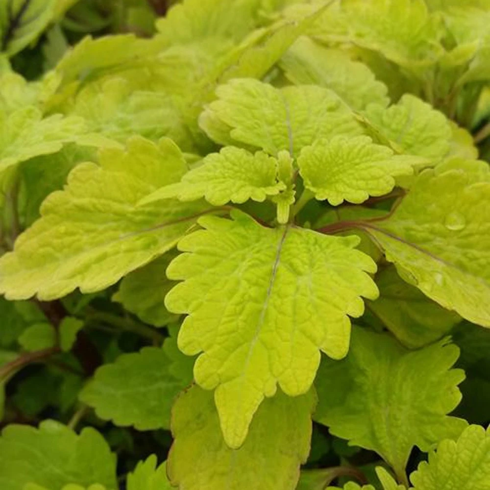 Gold Lace Coleus Plant 3 Gold Lace Coleus Plant