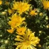 Gold Star Perennial Mum Plant 1 Gold Star Perennial Mum Plant -Annual Plants Popular Shop gold star perennial mum plants 555 detail