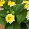 Golden Zinger Lantana Plant 2 Golden Zinger Lantana Plant -Annual Plants Popular Shop gold zinger lantana plant 1396 detail