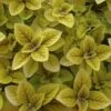 Golden Plectranthus -Annual Plants Popular Shop golden plectranthus plant 1700 detail