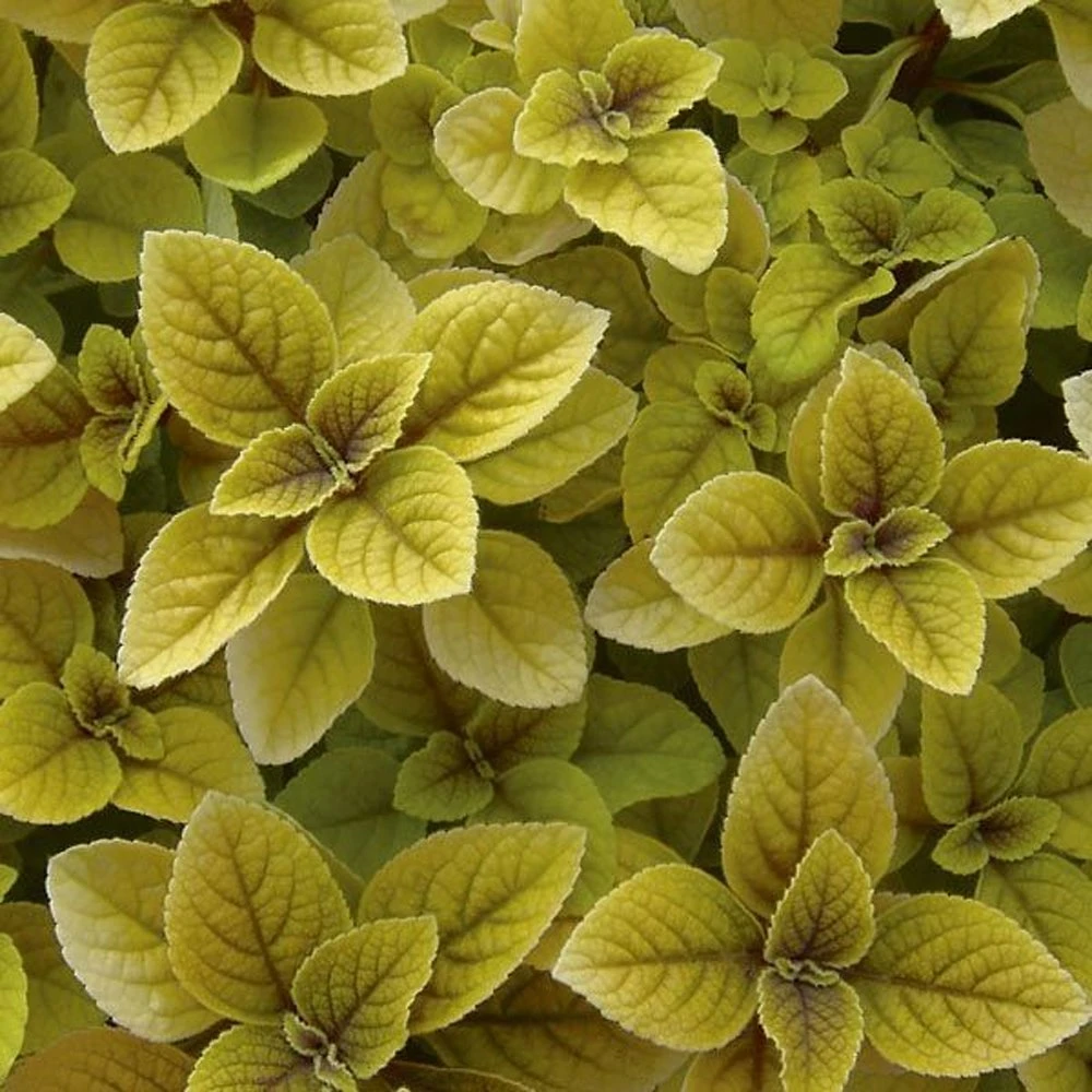 Golden Plectranthus 3 Golden Plectranthus