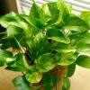 Golden Pothos -Annual Plants Popular Shop golden pothos houseplant 681 detail