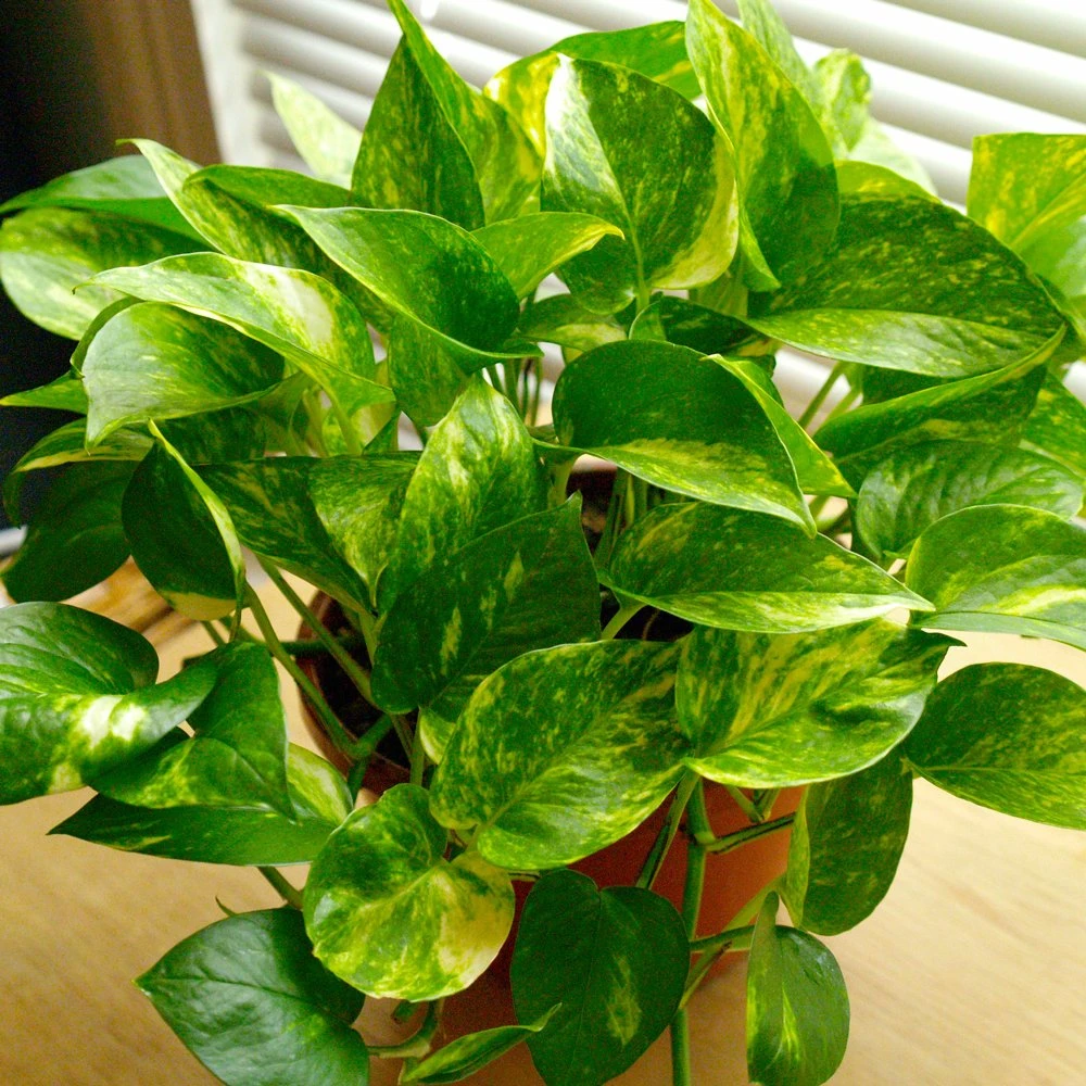Golden Pothos 3 Golden Pothos