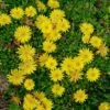 Wheels Of Wonder® Golden Wonder Delosperma (Ice Plant) -Annual Plants Popular Shop golden wonder delosperma ice plant 2192 detail