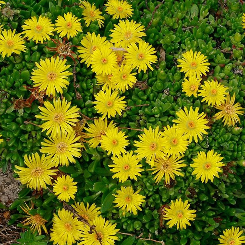 Wheels Of Wonder® Golden Wonder Delosperma (Ice Plant) 2 Wheels Of Wonder® Golden Wonder Delosperma (Ice Plant)