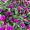 Purple Pinball Gomphrena Plant -Annual Plants Popular Shop gomphrena pinball purple plant 320 detail