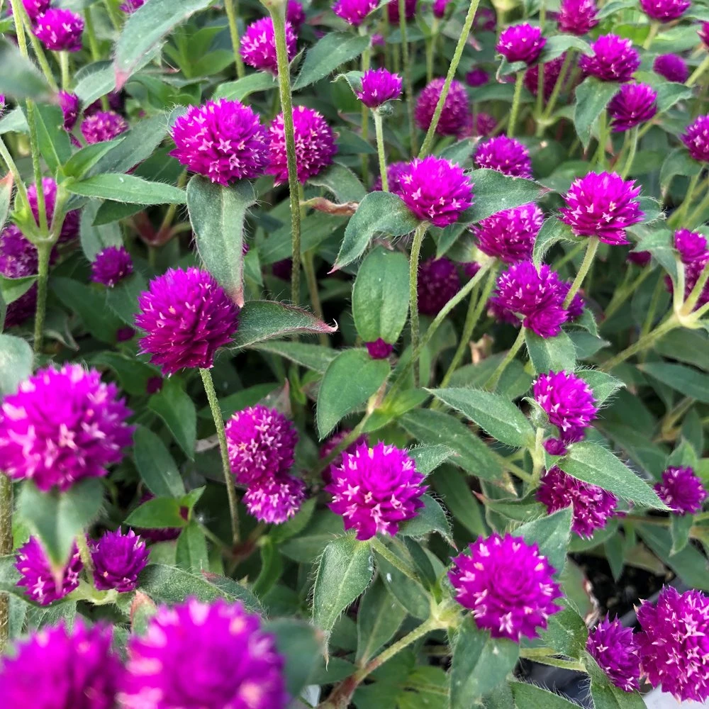 Purple Pinball Gomphrena Plant 3 Purple Pinball Gomphrena Plant