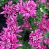 Grape Glow Perennial Mum Plant 2 Grape Glow Perennial Mum Plant -Annual Plants Popular Shop grape glow perennial mum plant 1741 detail