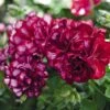 Great Balls Of Fire™ Burgundy Blaze Ivy Geranium Plant -Annual Plants Popular Shop great balls fire burgundy blaze geranium plant 499 detail