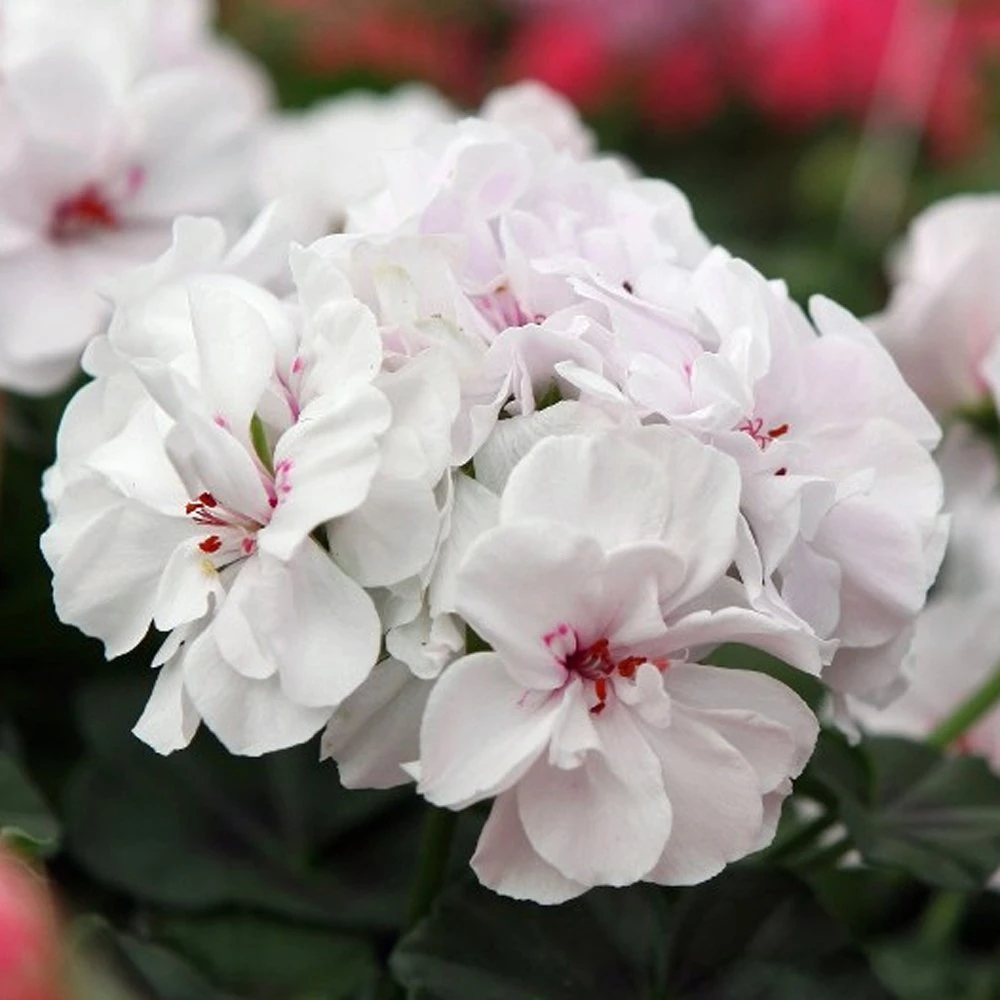 Great Balls Of Fire™ White Ivy Geranium Plant 3 Great Balls Of Fire™ White Ivy Geranium Plant