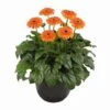 Great Smoky Mountains® Patio Gerbera -Annual Plants Popular Shop great smokey mountains patio gerbera 1590 detail