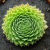 Green Wheel Sempervivum (Hens And Chicks) -Annual Plants Popular Shop green wheel sempervivum plant 1678 detail