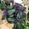 Purple Velvet -Annual Plants Popular Shop gynura aurantiaca plant 1134 detail