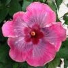 Handsome Ty Cajun Hibiscus -Annual Plants Popular Shop handsome ty cajun hibiscus plant 482 detail