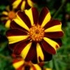 Harlequin Marigold 2 Harlequin Marigold -Annual Plants Popular Shop harlequin marigold plant 1843 detail