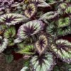 Harmony's Starry Night Rex Begonia Plant