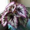 Harmony's Witchy Woman Rex Begonia Plant -Annual Plants Popular Shop harmonys woman fire rex begonia plant 477 detail